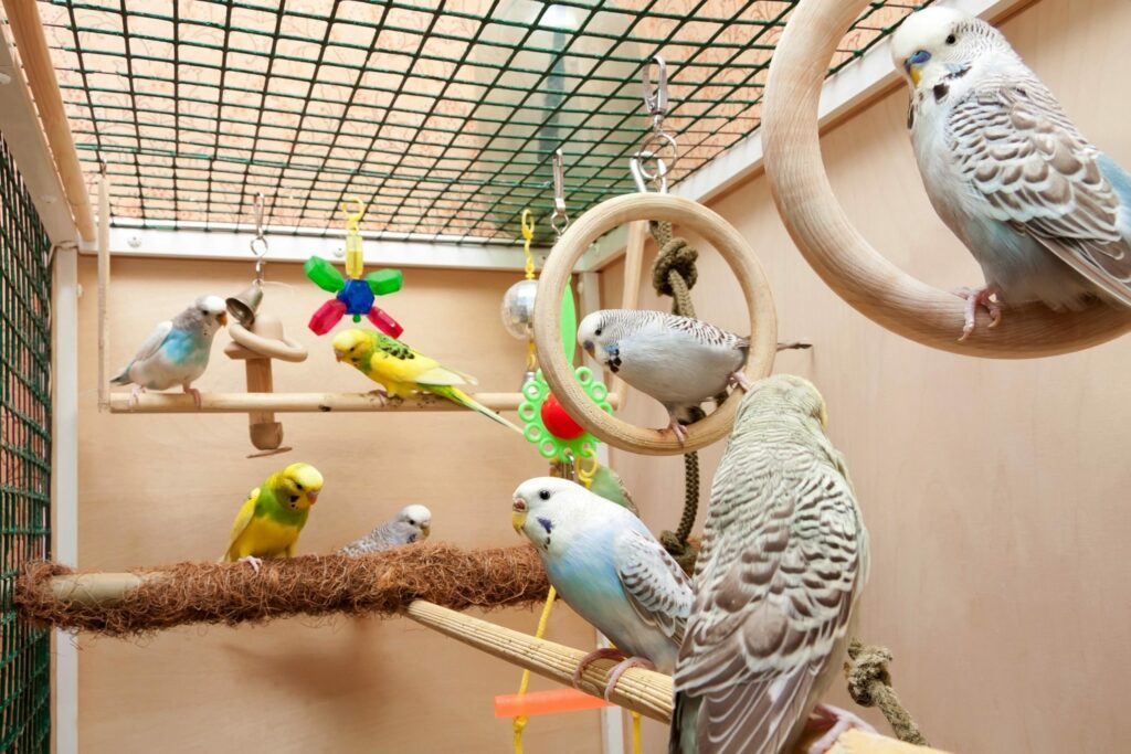 Клетка для попугаев: основные рекомендации при покупке