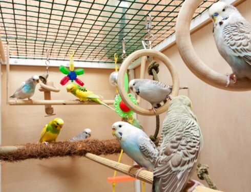 Существует несколько рекомендаций, которые нужно учитывать при покупке клетки для попугая.
