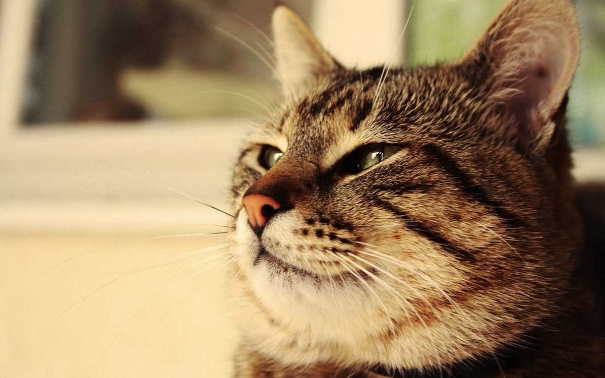 Большинство кошек - левши и амбидекстры | Новости о животных