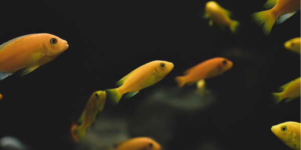 Чем кормить аквариумных рыбок?